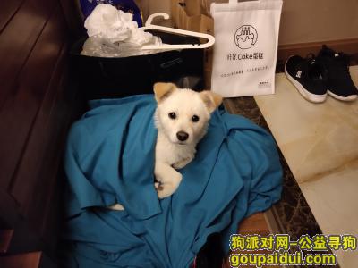 12月27日在成华区万年场地铁站口捡到狗狗一只，希望帮它寻回主人，它是一只非常可爱的宠物狗狗，希望它早日回家，不要变成流浪狗。