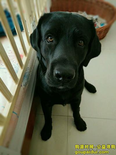 急！！！黑色拉布拉多公犬走失！！！，它是一只非常可爱的宠物狗狗，希望它早日回家，不要变成流浪狗。