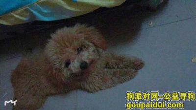 深圳寻狗主人，龙华大浪捡到公狗泰迪，它是一只非常可爱的宠物狗狗，希望它早日回家，不要变成流浪狗。