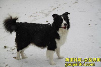 【北京找狗】，2018年12月23日晚朝阳区马泉营走失10岁龄边牧一只，它是一只非常可爱的宠物狗狗，希望它早日回家，不要变成流浪狗。