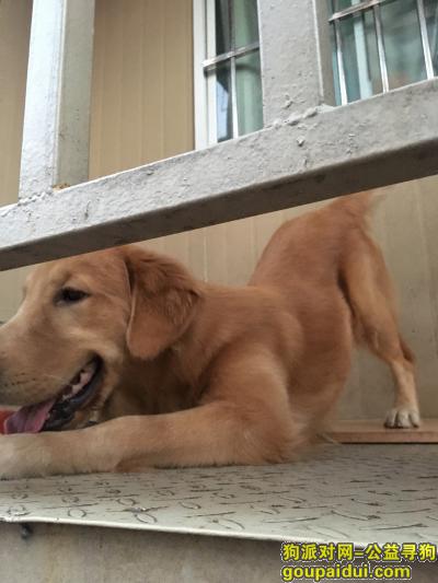 温州找狗，2018.12.29一只金色大中型金毛走丢  求找回，它是一只非常可爱的宠物狗狗，希望它早日回家，不要变成流浪狗。