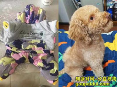 【宁波找狗】，慈溪市横河镇宜青桥酬谢一万元寻找泰迪，它是一只非常可爱的宠物狗狗，希望它早日回家，不要变成流浪狗。