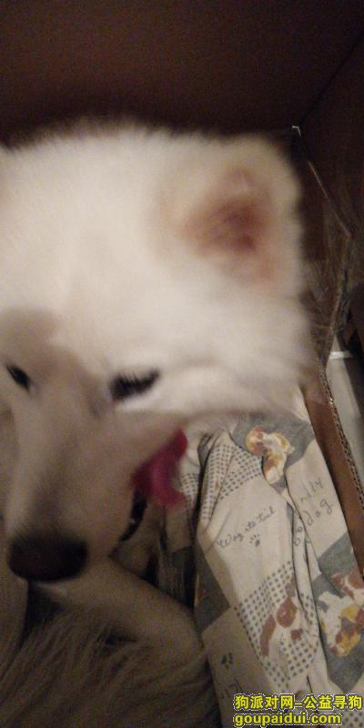 南昌寻狗启示，2018年12月28日凌晨捡到一只白色萨摩耶，它是一只非常可爱的宠物狗狗，希望它早日回家，不要变成流浪狗。