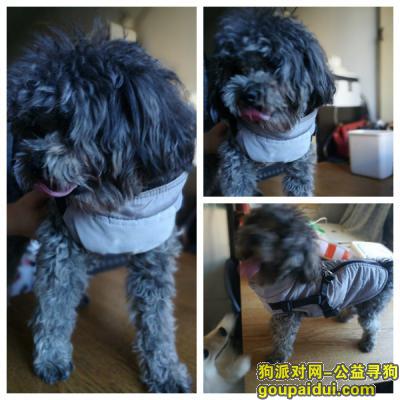 北京捡到狗，拾到泰迪一只【北京市东城区安定门】，它是一只非常可爱的宠物狗狗，希望它早日回家，不要变成流浪狗。