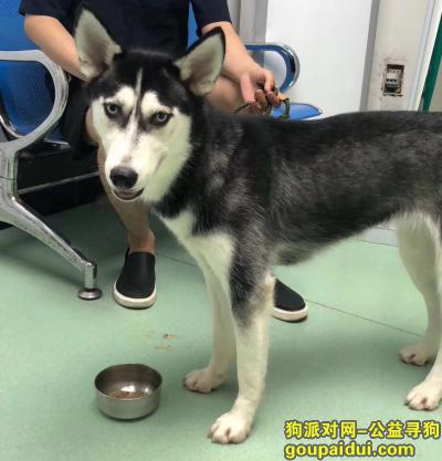 郑州管城回族区5000元找狗，它是一只非常可爱的宠物狗狗，希望它早日回家，不要变成流浪狗。