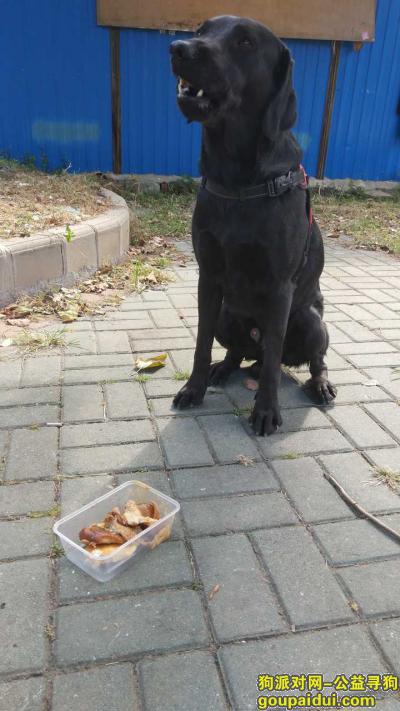 汉阳区玫瑰园西村丢失黑拉布拉多，它是一只非常可爱的宠物狗狗，希望它早日回家，不要变成流浪狗。