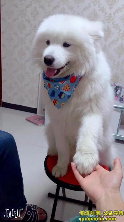 【北京找狗】，好心人收养麻烦你送回来吧，它是一只非常可爱的宠物狗狗，希望它早日回家，不要变成流浪狗。