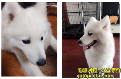 上海找狗，上海宝山区淞浦路淞桥东路酬谢三千元寻找萨摩，它是一只非常可爱的宠物狗狗，希望它早日回家，不要变成流浪狗。