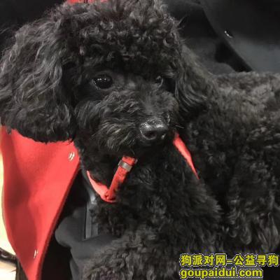 【杭州找狗】，寻狗：宝宝。1.2日13.10分左右在浙江图书馆附近，找到酬谢！18058157333 谢谢大家，晚上冷了，还下雨。，它是一只非常可爱的宠物狗狗，希望它早日回家，不要变成流浪狗。