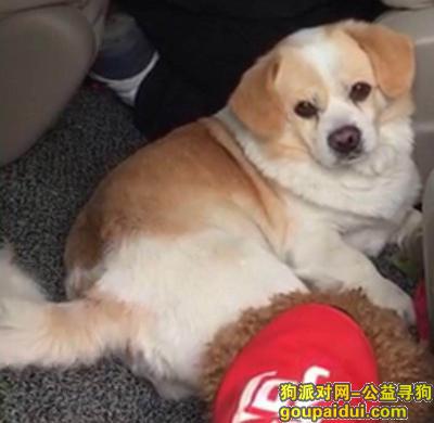 【上海找狗】，上海市静安区虹口区交界 丢失爱犬，它是一只非常可爱的宠物狗狗，希望它早日回家，不要变成流浪狗。