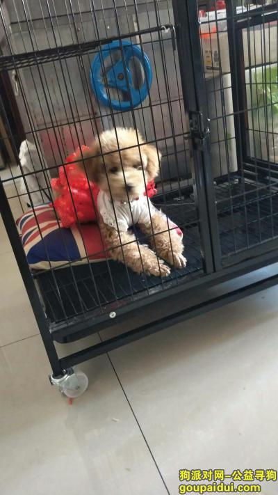 【苏州找狗】，吴中区迎春花园附近捡到一个身穿黄衣服泰迪母的，它是一只非常可爱的宠物狗狗，希望它早日回家，不要变成流浪狗。