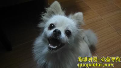 杭州市拱墅区左家新村2019年1月3日15:00狗从家出去未归，它是一只非常可爱的宠物狗狗，希望它早日回家，不要变成流浪狗。