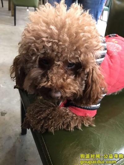 乐山百福路走丢3岁红棕色母泰迪，身穿图片上的衣服，它是一只非常可爱的宠物狗狗，希望它早日回家，不要变成流浪狗。