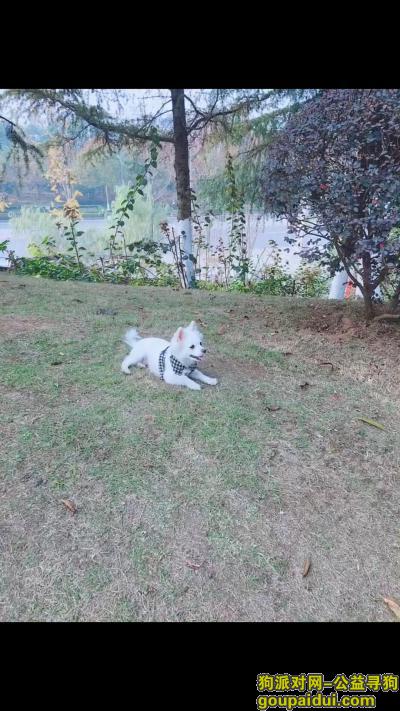 【重庆找狗】，白色博美串在龙洲花园附近丢失.望好心人看见能联系，它是一只非常可爱的宠物狗狗，希望它早日回家，不要变成流浪狗。