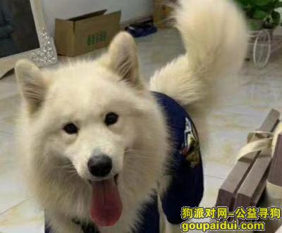 【哈尔滨找狗】，宝贝回家  妈妈想你，它是一只非常可爱的宠物狗狗，希望它早日回家，不要变成流浪狗。
