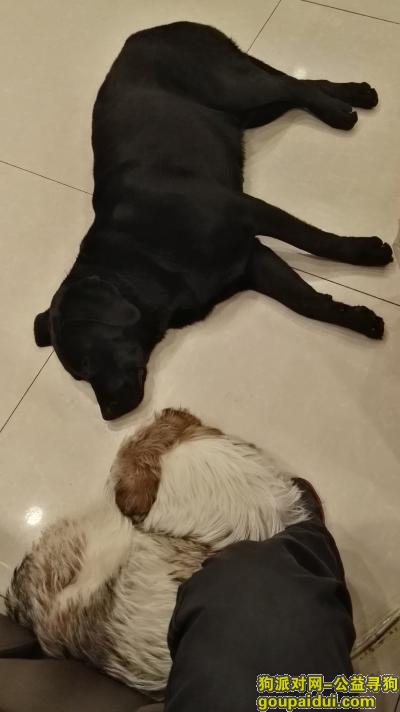 2019年1月3号 捡到 拉布拉多 成年黑色，它是一只非常可爱的宠物狗狗，希望它早日回家，不要变成流浪狗。
