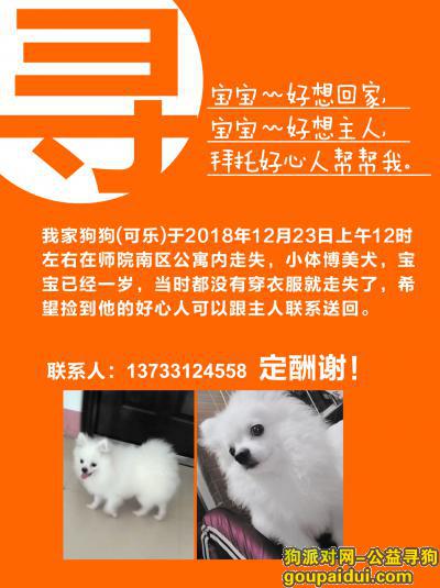 南阳找狗，12月25师院附近丢失小体白色博美一只，它是一只非常可爱的宠物狗狗，希望它早日回家，不要变成流浪狗。