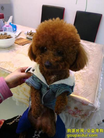 【上海找狗】，上海宝山区东方国贸丢失褐色小泰迪 重金酬谢，它是一只非常可爱的宠物狗狗，希望它早日回家，不要变成流浪狗。