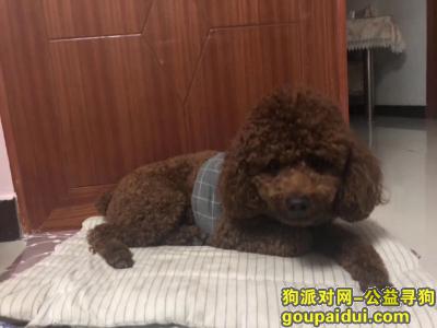 濮阳寻狗启示，濮阳市龙城国际寻狗！！！，它是一只非常可爱的宠物狗狗，希望它早日回家，不要变成流浪狗。