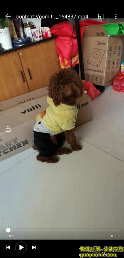 广州找狗，紧急求助，寻棕红色泰迪，它是一只非常可爱的宠物狗狗，希望它早日回家，不要变成流浪狗。