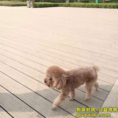 【郑州找狗】，寻狗启示。小型浅棕色泰迪犬，它是一只非常可爱的宠物狗狗，希望它早日回家，不要变成流浪狗。
