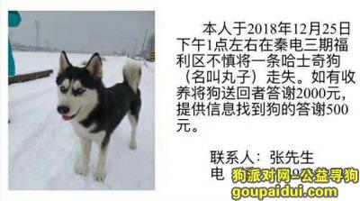【渭南找狗】，寻找丢失的哈士奇黑白色，它是一只非常可爱的宠物狗狗，希望它早日回家，不要变成流浪狗。