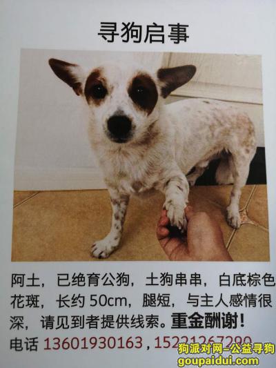 【南京找狗】，白底棕色花纹土狗串串在雨花台走失，它是一只非常可爱的宠物狗狗，希望它早日回家，不要变成流浪狗。