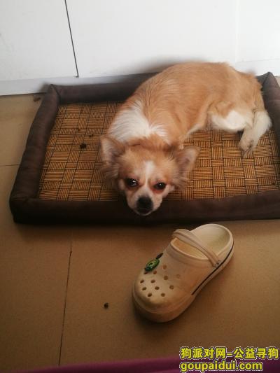 2019年1月10号上午在南宁琅东汽车站走丢，它是一只非常可爱的宠物狗狗，希望它早日回家，不要变成流浪狗。