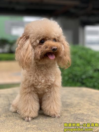【深圳找狗】，深圳下梅林梅景片区遗失小体泰迪，它是一只非常可爱的宠物狗狗，希望它早日回家，不要变成流浪狗。