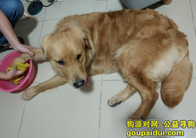 深圳龙华宝湖新村遗失金毛，它是一只非常可爱的宠物狗狗，希望它早日回家，不要变成流浪狗。