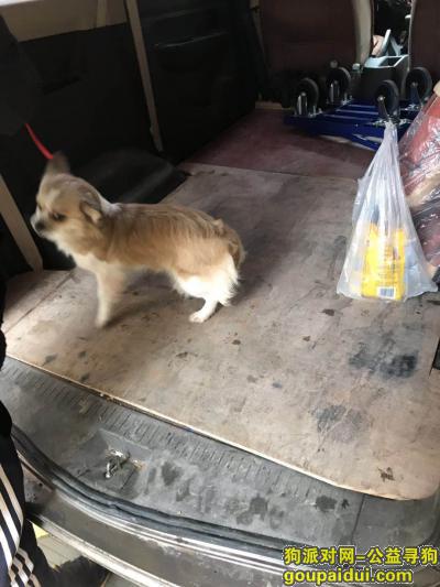南宁找狗，2019年1月10号上午9点30分左右在青秀区琅东汽车站走丢，它是一只非常可爱的宠物狗狗，希望它早日回家，不要变成流浪狗。