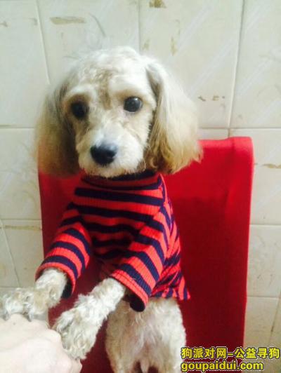 【江门找狗】，2018.12.15爱狗泰迪在蓬江区北郊天龙二街不见了，它是一只非常可爱的宠物狗狗，希望它早日回家，不要变成流浪狗。
