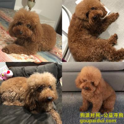 【上海找狗】，1月11日遗失泰迪公狗，它是一只非常可爱的宠物狗狗，希望它早日回家，不要变成流浪狗。
