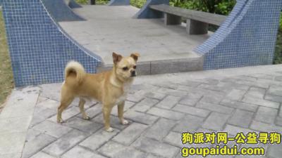江门市新会区寻狗启示，它是一只非常可爱的宠物狗狗，希望它早日回家，不要变成流浪狗。