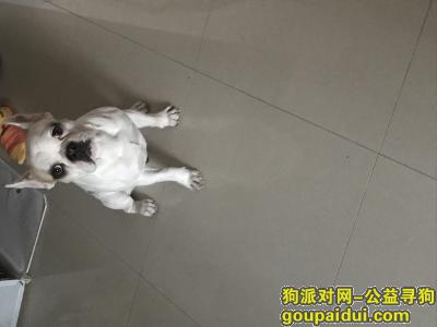【锦州找狗】，斗牛犬串串走丢13日晚，它是一只非常可爱的宠物狗狗，希望它早日回家，不要变成流浪狗。