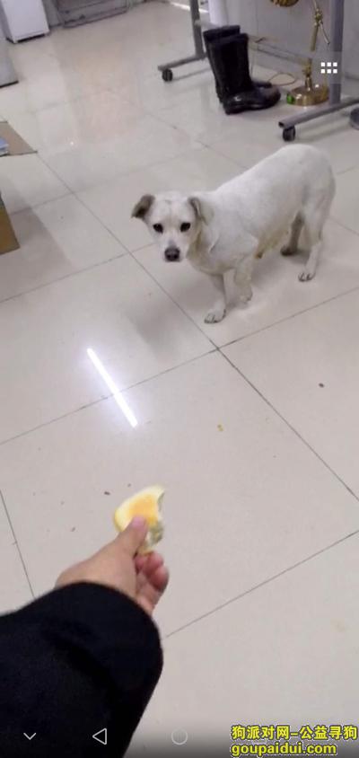 2019年1月13日中午12时，怀孕待出生的狗狗在江浦毅达汇创中心走失，它是一只非常可爱的宠物狗狗，希望它早日回家，不要变成流浪狗。