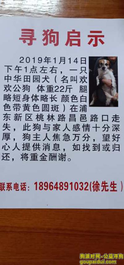 上海找狗，上海浦东新区桃林路昌邑路酬谢六千元寻找田园犬，它是一只非常可爱的宠物狗狗，希望它早日回家，不要变成流浪狗。