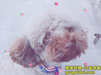 1月14日有一只巧克力色的泰迪走丢，它是一只非常可爱的宠物狗狗，希望它早日回家，不要变成流浪狗。