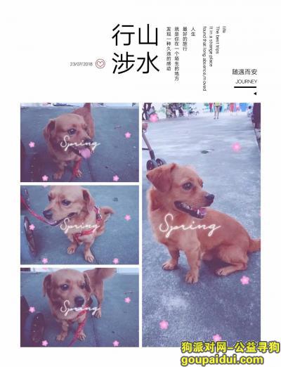 爱犬于2019年1月15日早上8：00在家附近走丢。地址：虎门镇怀德上庙二路，它是一只非常可爱的宠物狗狗，希望它早日回家，不要变成流浪狗。