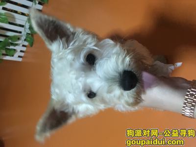 深圳找狗主人，深圳龙岗龙城走失白色小狗，它是一只非常可爱的宠物狗狗，希望它早日回家，不要变成流浪狗。