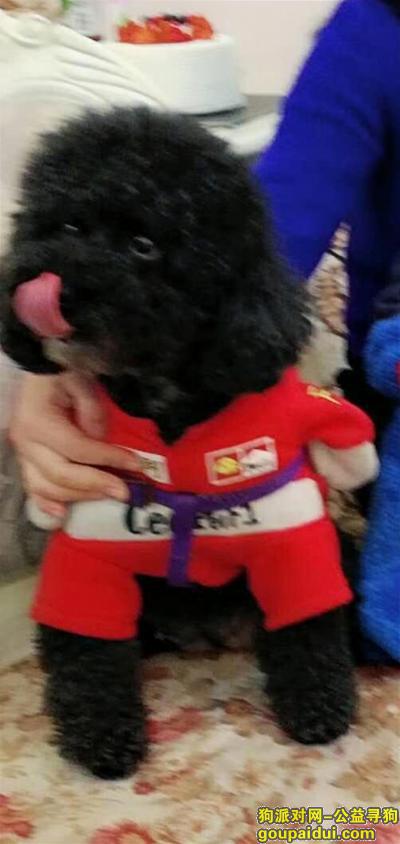 上海找狗，2019年1月1日在上海虹口区宝安路丢失黑色泰迪穿红衣服，它是一只非常可爱的宠物狗狗，希望它早日回家，不要变成流浪狗。