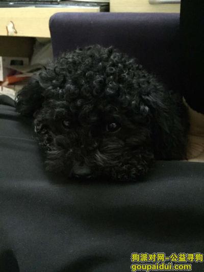 【上海找狗】，虹口区瑞虹路附近丢失一只黑色泰迪，它是一只非常可爱的宠物狗狗，希望它早日回家，不要变成流浪狗。