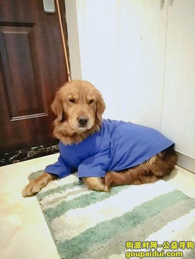 长沙寻狗启示，2019.1.17号丢失一条金毛犬有好心人看见麻烦联系一下我谢谢你们！，它是一只非常可爱的宠物狗狗，希望它早日回家，不要变成流浪狗。