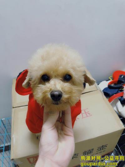 【广州找狗】，荔湾区寻找爱犬  好人一生平安，它是一只非常可爱的宠物狗狗，希望它早日回家，不要变成流浪狗。