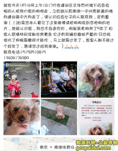 【南京找狗】，在建邺区南湖文体西村丢狗，它是一只非常可爱的宠物狗狗，希望它早日回家，不要变成流浪狗。