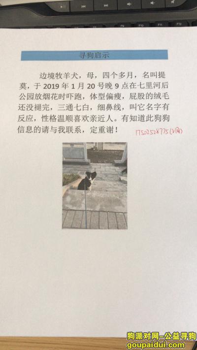 【郑州找狗】，寻找走失的边牧母4个月，它是一只非常可爱的宠物狗狗，希望它早日回家，不要变成流浪狗。