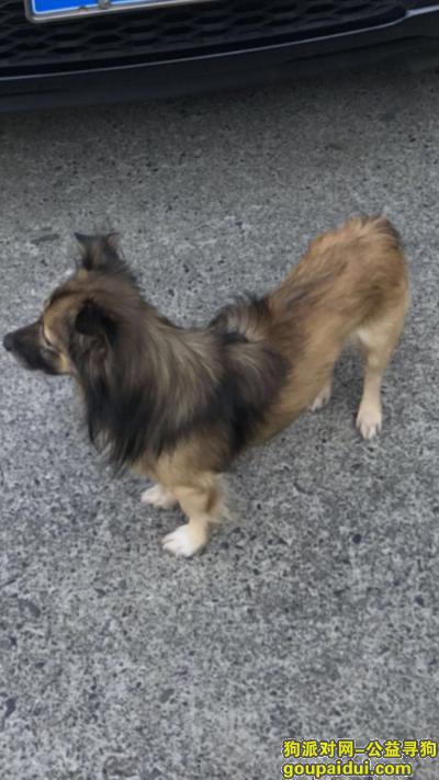 2000元感谢金，2019年1月21日上海周浦镇沈康路加盟圣蓝小区门口丢失，它是一只非常可爱的宠物狗狗，希望它早日回家，不要变成流浪狗。