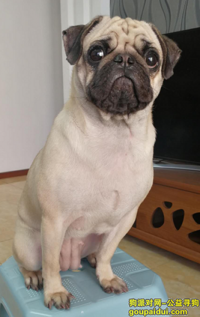 寻找巴哥犬，19年1月1日走丢一岁半母巴哥犬，石新路巴山陶瓷中心附近，它是一只非常可爱的宠物狗狗，希望它早日回家，不要变成流浪狗。