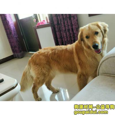 本人于22日中丢失一只金毛犬（妖姬），它是一只非常可爱的宠物狗狗，希望它早日回家，不要变成流浪狗。