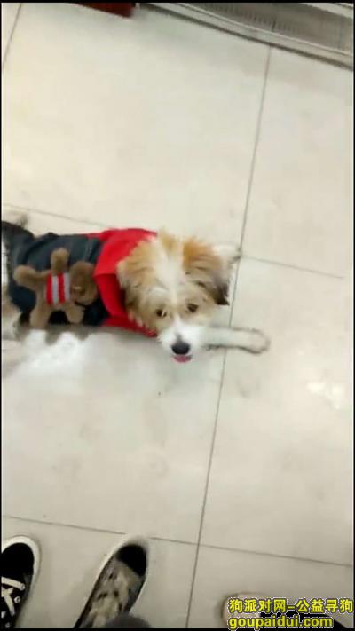 广州捡到狗，广州番禺大石悦凯中心附近见到丢失的小狗，寻找主人，它是一只非常可爱的宠物狗狗，希望它早日回家，不要变成流浪狗。